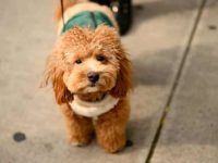 哈瓦那犬与玩具贵宾犬交配的后代有什么特点?