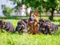 德国牧羊犬和罗威纳犬的混血长大是什么样子,智商高吗?