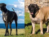 大丹犬与英国獒犬哪个厉害?优缺点深度解析!