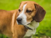 比格犬和腊肠犬能生什么样的狗?有哪些独特的特征?