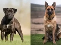 卡斯罗犬与德国牧羊犬哪个聪明好训?