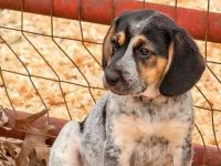 21种呆萌可爱的比格犬混血品种,长的真像P出来的!