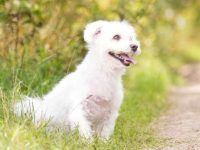 28种超级可爱的马耳他混血犬,比纯种好看多了!