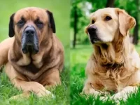 英国獒犬与金毛猎犬性格上有什么区别?