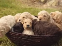 澳大利亚拉布拉多犬是什么犬种?有什么魅力与特点?