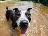 边境牧羊犬和比特犬交配会出什么样的?