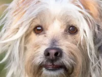 凯恩梗和马尔济斯犬混血叫啥名,有哪些优点?