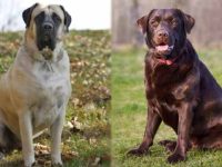 英国獒犬与拉布拉多犬哪个好?各有什么优点?