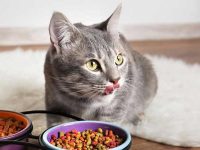 湿猫粮与干猫粮:哪种最适合您的猫?