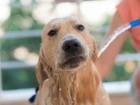 金毛寻回犬和比特犬配出来的狗长啥样?外貌与性格全解析!