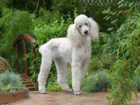 贵宾犬品种指南:从体型到寿命,通通告诉你!