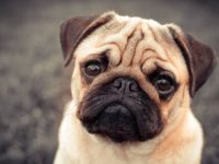 哈巴狗掉毛历害吗?有效控制哈巴狗脱毛的5种方法!