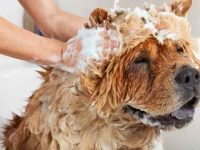 DIY狗狗洗发水配方:5种适合狗狗的洗发水选择