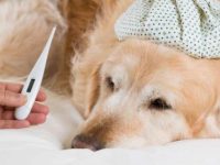 狗狗发烧的常见症状有哪些?狗狗的正常体温是多少?