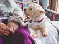 9种适合老年人的狗狗品种:挑选理想伴侣犬的终极指南