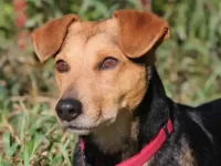 杰克罗素梗和腊肠犬串串长什么样子?适合作为家庭宠物吗?