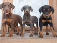 杜宾犬掉毛量是多少?杜宾犬掉毛的4个技巧和解决方案!