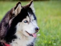 西伯利亚哈士奇掉毛量是多少?控制哈士奇掉毛的5种解决方法!