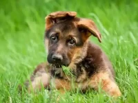 一只德国牧羊犬幼犬要多少钱?影响牧羊犬价格因素有哪些?