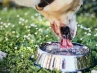 不用牙刷清洁狗狗牙齿的10种方法!