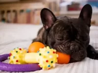 纯种法国斗牛犬幼犬多少钱一只?适合家庭饲养的犬种吗?