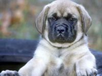 英国獒犬需要多少钱一只?寿命有多长?