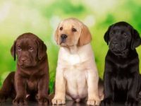 拉布拉多犬比其他狗掉毛多吗?拉布拉多掉毛的5大原因!