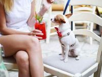 如何与冷漠的狗建立联系?与狗狗建立感情的5种技巧!