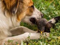 我的狗刚吃了一只鸟怎么办?狗狗会感染疾病吗?