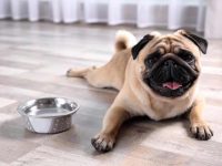 狗狗糖尿病正在恶化的4大症状表现