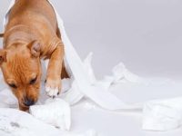 狗狗吃了纸巾该怎么办?狗狗吃纸巾的原因及解决策略!