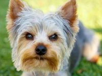 约克夏掉毛多吗?约克夏摆脱掉毛的5种方法!