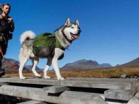 狗狗被蛇咬伤后该如何处理以及如何预防