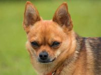 狗狗为什么有胡须?狗狗的胡须可以剪掉或修剪吗?