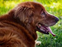 金毛猎犬和爱尔兰塞特犬生下的小狗叫什么名?性格友善吗?