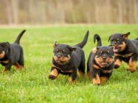 纯种罗威纳犬幼犬要多少钱?影响小狗价格的因素有哪些?