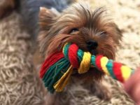 纯种约克夏犬多少钱一只?约克夏最大能长多少斤?