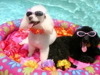 狗狗发热怎么快速让狗狗降温?每个主人都要知道的13个技巧!