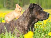 狗狗为什么喜欢吃兔子屎?狗狗喜欢兔子粪便的4个常见原因!