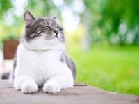 25种最常见的猫疾病、寄生虫和健康问题