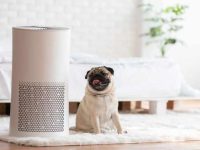 如何去除家里的狗味?全方位清除狗腥味的妙招!