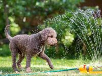 夏天太热怎么给狗狗降温?10种让狗狗保持凉爽安全的方法!
