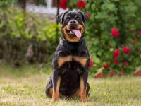 罗威纳犬品种指南:从起源到选购与护理