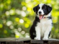 边境牧羊犬会掉毛吗?解决边境牧羊犬掉毛的4种方法!