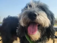 狗狗可以吃花生酱吗?该吃多少合适?