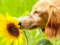 向日葵对狗狗有毒吗?狗狗吃了向日葵会怎么样?