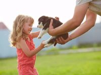 狗狗到新家后要怎样做?初次接狗回家必知的5个技巧!