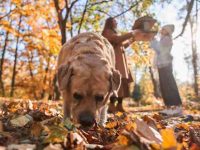 狗狗吃屎的13个原因以及如何阻止它