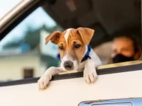 狗狗为什么会晕车?帮助狗狗缓解晕车的自然疗法!