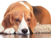 纯种比格犬多少钱一只?身高体重有多大?